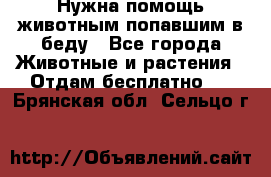 Нужна помощь животным попавшим в беду - Все города Животные и растения » Отдам бесплатно   . Брянская обл.,Сельцо г.